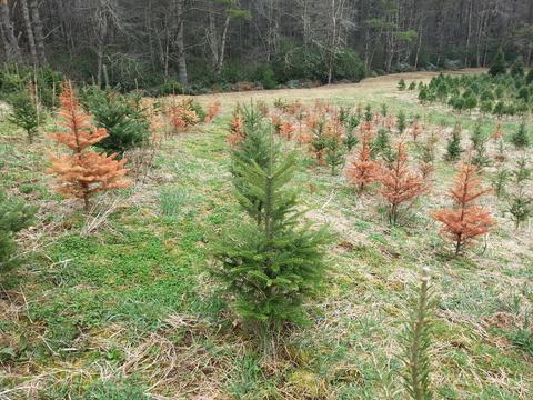 Trees dying from Phytophthora root rot