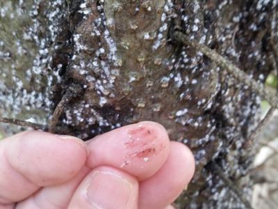 Hand pinching white waxy scale insects and residue on a tree trunk.