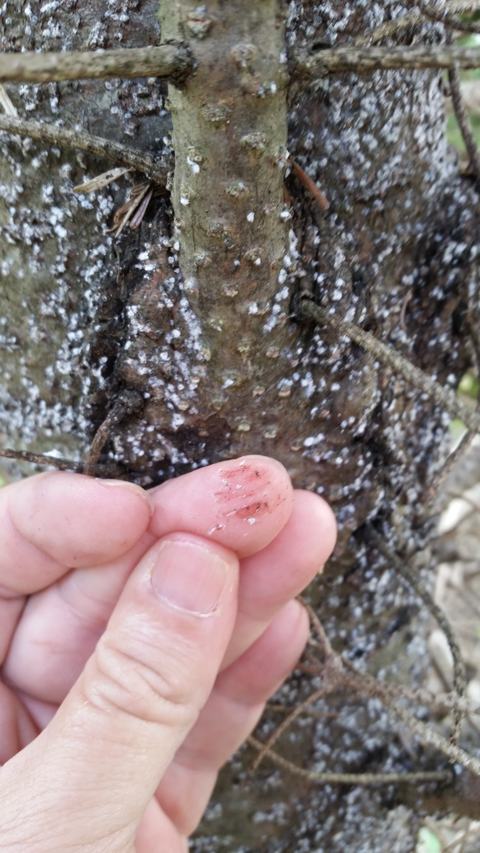 living balsam woolly adelgid