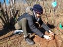 woman taking truffle from soil