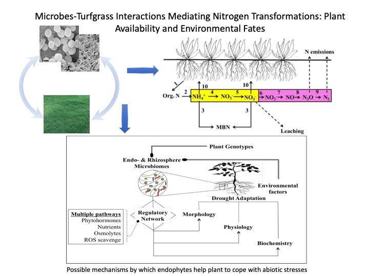 microbes-Turfgrass Interactions chart image