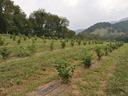 young truffle orchard