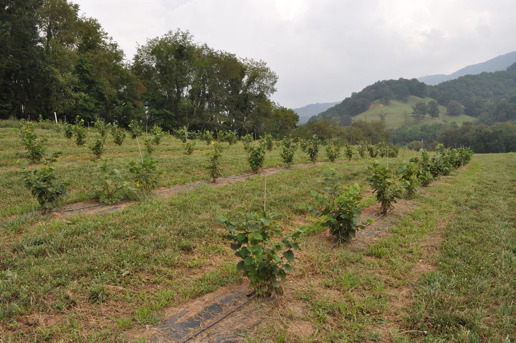 young truffle orchard