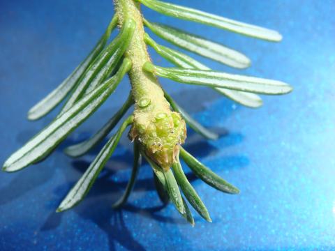 balsam woolly adelgid nymphs on bud
