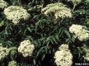 photo of elderberry plant