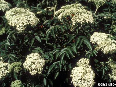photo of elderberry plant