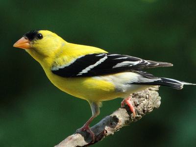 Goldfinch