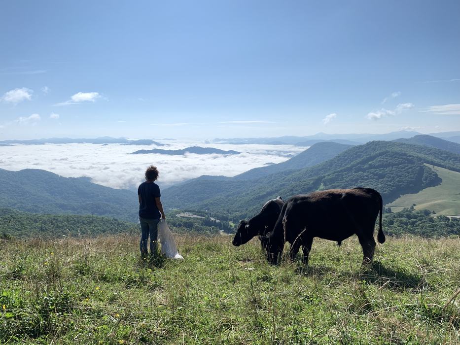 cattle grazing