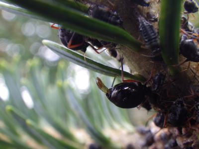 Black aphids clustered on a fir branch and needles