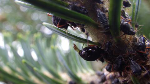 Black aphids clustered on a fir branch and needles