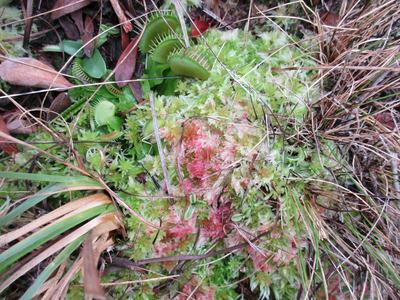 plants