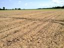 Dry harvested field with tractor tire tracks and distant tree line