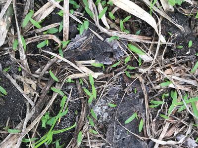 Crabgrass germination in late February