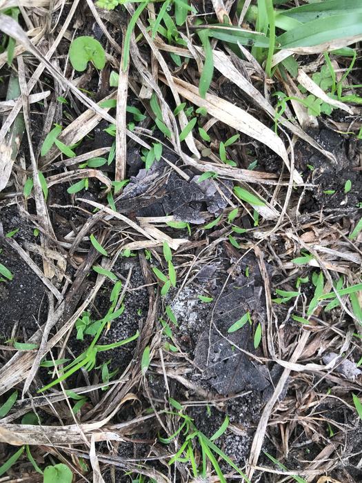 Crabgrass germination in late February