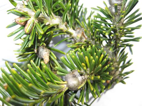 gouting caused by balsam woolly adelgid