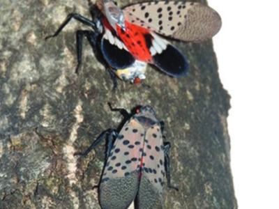 Lanternfly