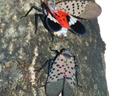 Lanternfly