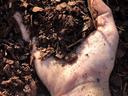 Hand full of Mulch