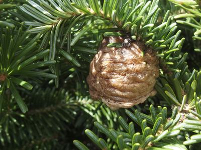 Paper wasp nest attached to fir branch amid green needles