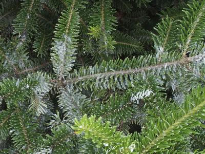 Green fir branches and needles coated with light frost and ice crystals
