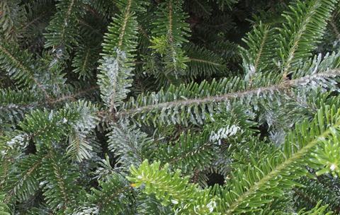 Green fir branches and needles coated with light frost and ice crystals
