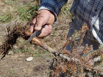 Hand using folding knife to cut roots from a dug-up evergreen seedling