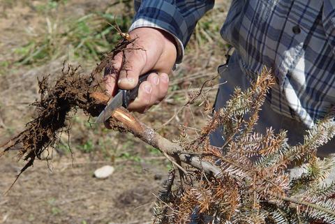 Hand using folding knife to cut roots from a dug-up evergreen seedling