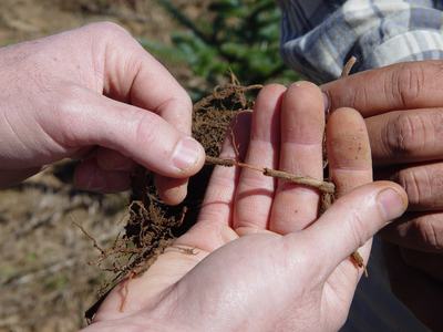 The outer portion of roots killed by Phytophthora root rot will slip away from the inner core, helping to determine the cause of tree death