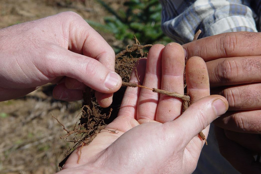 The outer portion of roots killed by Phytophthora root rot will slip away from the inner core, helping to determine the cause of tree death
