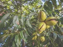 Mature pecans in tree