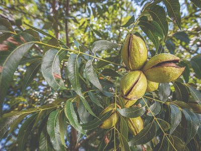 Mature pecans in tree