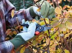 Gloved hands pruning a bush with pruning shears.