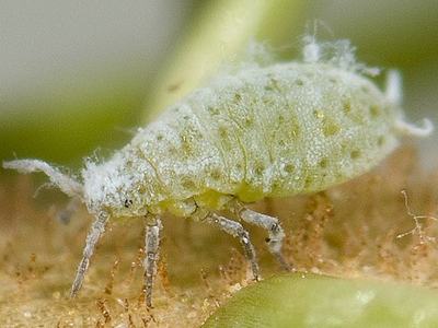 Green aphid with white waxy filaments on plant surface