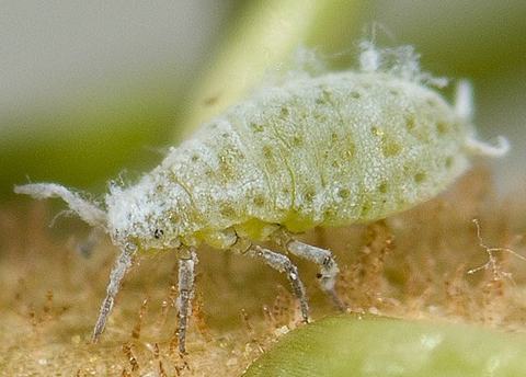 Green aphid with white waxy filaments on plant surface