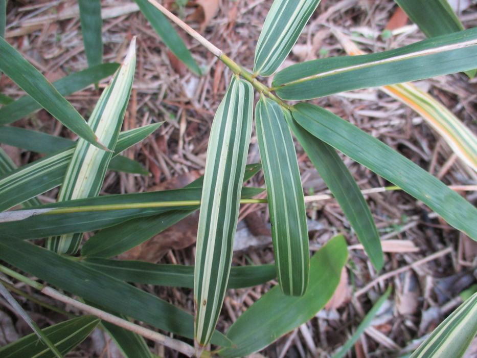 'Silver Stripe' foliage