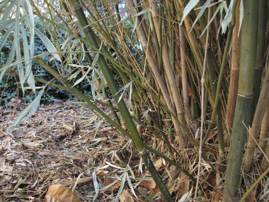 Bambusa multiplex 'Silver Stripe'