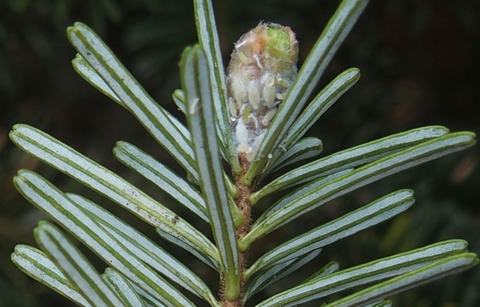 Evergreen twig with paired linear needles, white undersides, and a web-covered bud