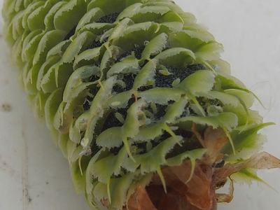 Green conifer cone with layered scales, small aphids and fibrous debris