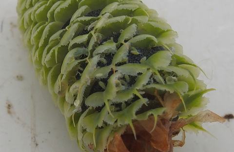 Green conifer cone with layered scales, small aphids and fibrous debris