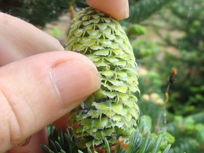 Hand pinching a small green fir cone on an evergreen branch