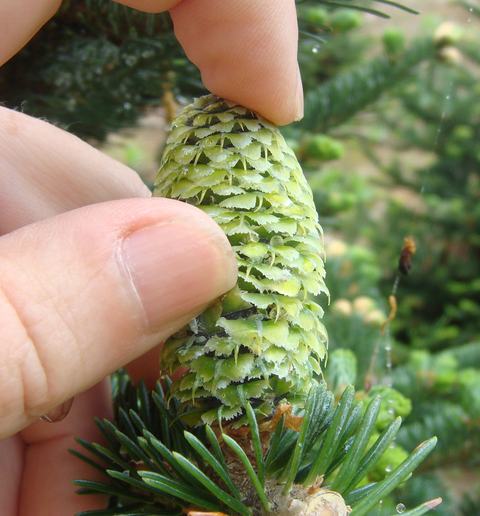 Hand pinching a small green fir cone on an evergreen branch
