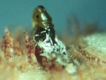 Small insect on plant surface with white powdery residue