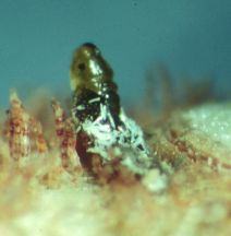 Small insect on plant surface with white powdery residue