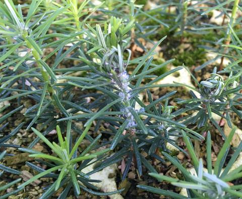 Low-growing evergreen with needle leaves and white waxy clusters on stems
