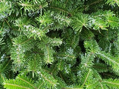 twig aphid needle curl