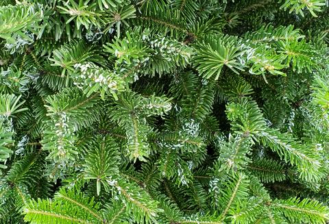 twig aphid needle curl