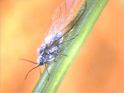 Woolly aphid with white wax filaments and wings clinging to a green plant stem