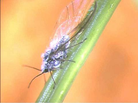 Woolly aphid with white wax filaments and wings clinging to a green plant stem