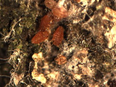 Three small reddish oval arthropods on moss surrounded by white fungal hyphae