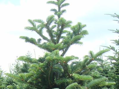 Top of a green fir tree with layered branches against a pale sky